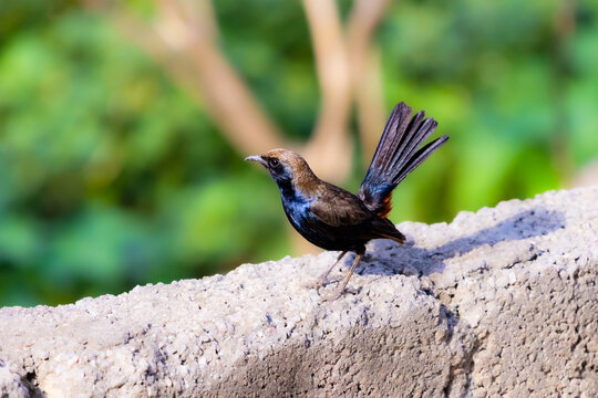 Indian robbin on a wall