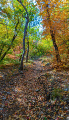 Obraz premium Fall Color in McKittrick Canyon, Guadalupe Mountains National Park, Texas, USA