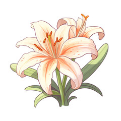 illustration of lily