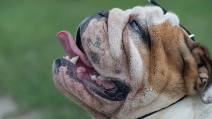 Portrait of a bulldog dog 