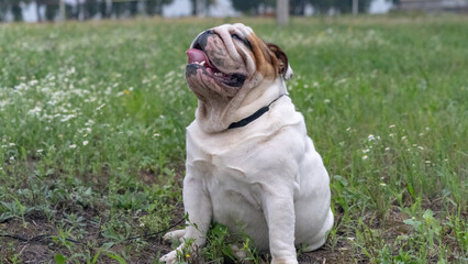 Portrait of a bulldog dog in the field