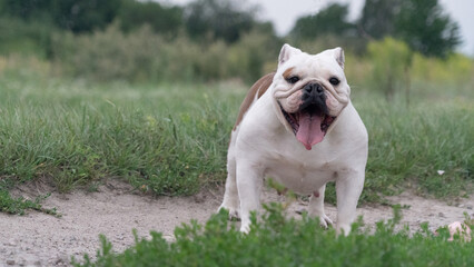 Portrait of a bulldog dog in the field
