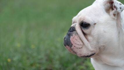 Portrait of a bulldog dog in the field