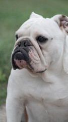 Portrait of a bulldog dog 