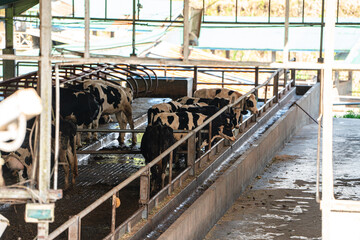 dairy cows are in the process of taking milk. agriculture industry, farming and animal husbandry concept - herd of cows eating hay in cowshed on dairy farm