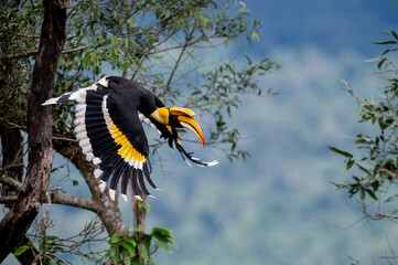Great Hornbill flying in nature © chamnan phanthong