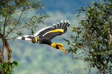 Great Hornbill flying in nature - 676212349