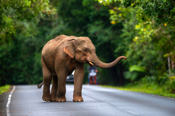 A young male elephant is walking on the road.