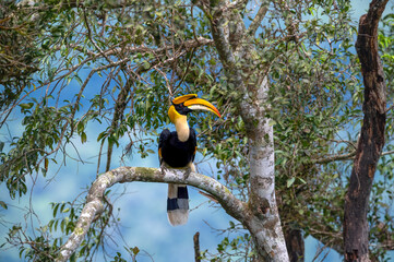 Male of Great Hornbill perched on a branch © chamnan phanthong