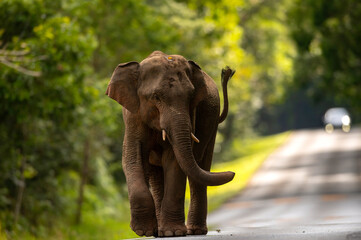 A young male elephant is walking on the road. - 676212392