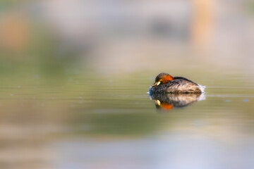 Little Grebe on water