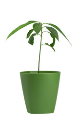 a young avocado tree grown from a seed in a flower pot, isolated on a white background