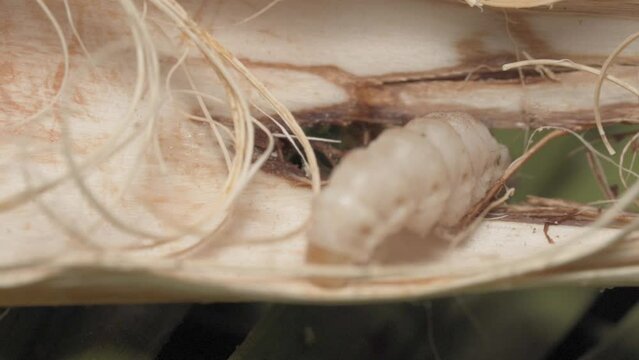 Paysandisia Archon, Palm Borer Moth Pest Crawling in Palm Heart