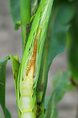 Bacterial Stalk Rot of Corn, maize disease  caused by bacteria of the species Erwinia dissolvens.