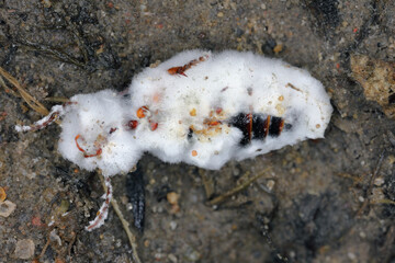Beetle infected by an entomopathogenic fungus Beauveria bassiana a parasite on various arthropod species, causing white muscardine disease.