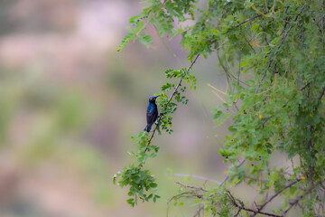 Sunbird on a branch