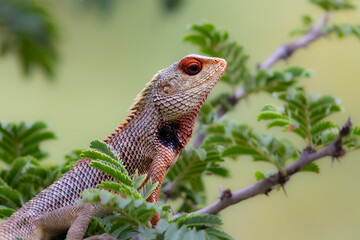lizard on a tree