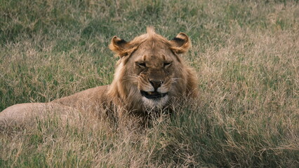 A lion with a funny expression is resting in the grass
