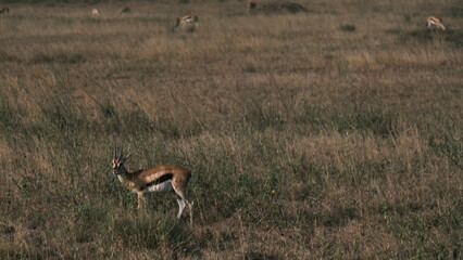 Lively Thomson's gazelle in the grass