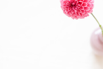 ピンクのダリア,ポンポン咲き,一輪の花,華やか,美しい,シンプルな素材,レベッカリンという品種 - obrazy, fototapety, plakaty