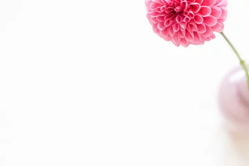  ピンクのダリア,ポンポン咲き,一輪の花,華やか,美しい,シンプルな素材,レベッカリンという品種 © Jin