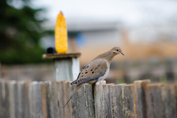 A dove sitting on a wooden fence