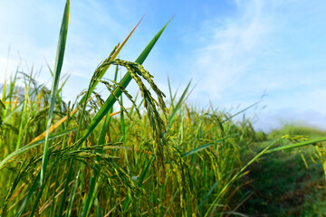 Close-up to rice seeds in ear of paddy. Beautiful golden rice field and ear of rice.