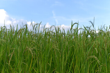 Ear of rice. Close-up to rice seeds in ear of paddy. Beautiful rice field and ear of rice on the blue sky  background.