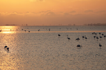 Pink flamingos in the Camargue in the water