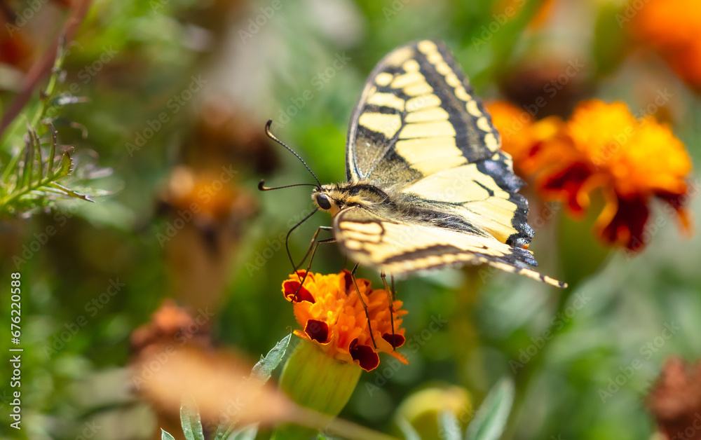 Sticker close-up of a butterfly on an orange flower in nature