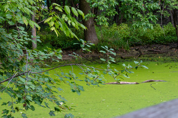 A landscape of a canal in the forest with green water