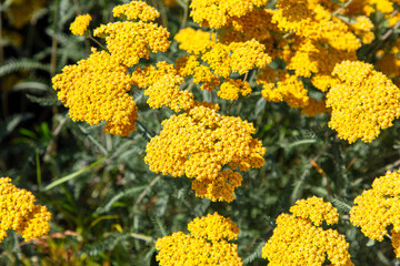 Yellow flowers in nature. Close-up