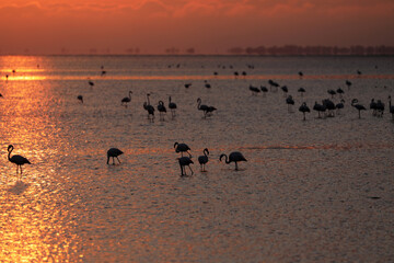 Pink flamingos in the Camargue in the water