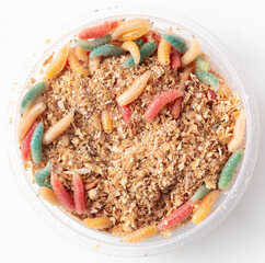Multi-colored maggots in sawdust in a box isolated on a white background