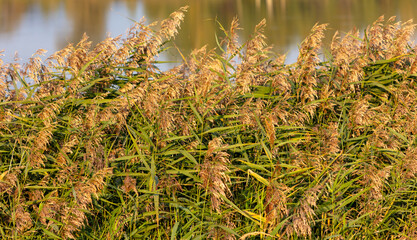 Reeds grow on a lake in nature