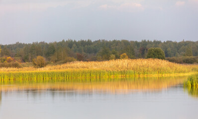 Trees with reeds on a lake in summer