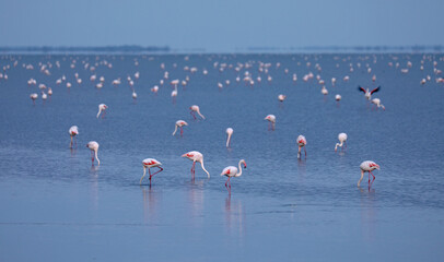 Pink flamingos in the Camargue in the water