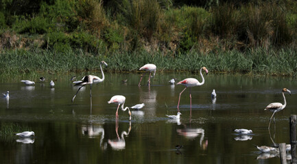 Pink flamingos in the Camargue in the water