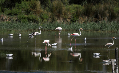 Pink flamingos in the Camargue in the water