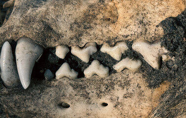 Teeth on a dog's skull. Close-up