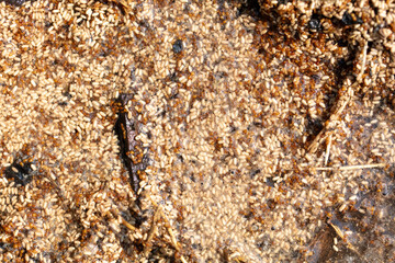 Close up of red ant eggs. Macro
