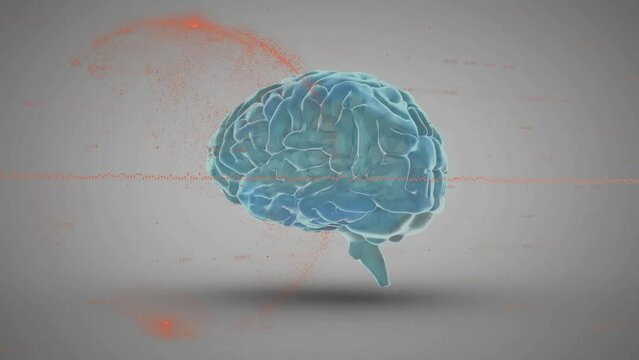 Animation of graph and globe over rotating human brain against gray background
