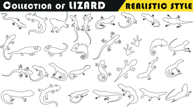 Realistic line art of lizard illustrations collection. Perfect for educational materials, graphic design, and more.