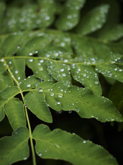 葉に宿る水滴