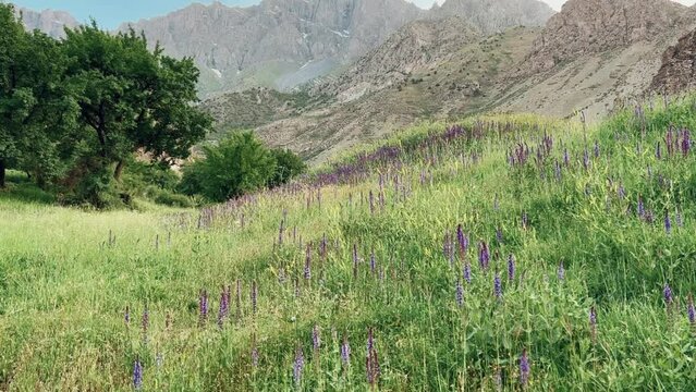 Mountain landscape of the Fan Mountains on a sunny summer day, Tajikistan, Central Asia. Fan Mountains in the heart of Tajikistan. 4K