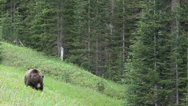 Big grizzly bear walking in forest in the canadian rockies. Medium shot