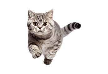 American_ShorthairScottish_Foldisolated_on_white