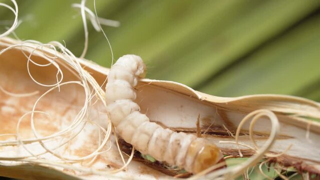 Castniidae (Paysandisia archon) Larva From Palm-eating Butterfly Insect Nesting on a Palm Tree