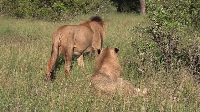 Group of Male Lions in the Bush at African Game Park