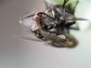 The photograph captures a fly in the process of giving birth